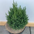 Cypruštek Lawsonov (Chamaecyparis lawsoniana) ´ELLWOODII´ - výška: 20-30 cm, kont. C2L